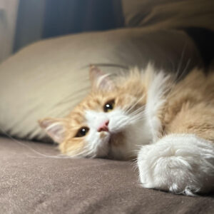 Red cat